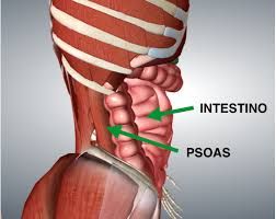 PSOAS, MUSCOLO DELL'ANIMA